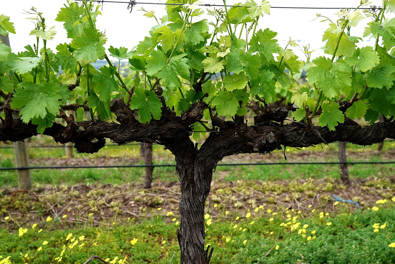 Image - grapevine vineyard blossom fruiting