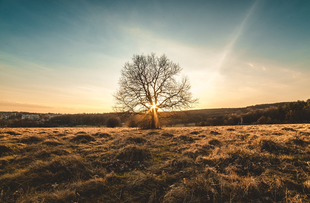Image - landscape tree sunset sun wood