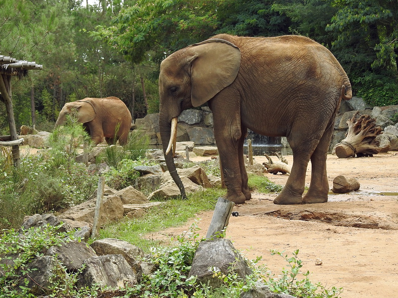 Image - elephant animals pachydermata