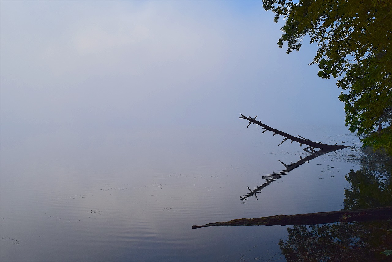 Image - lake fog tree branch reflection