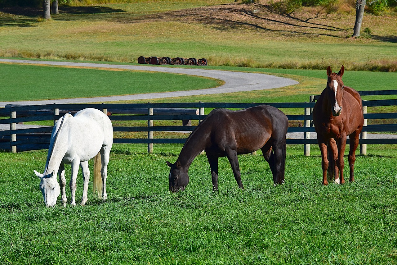 Image - horse farm meadow animal nature