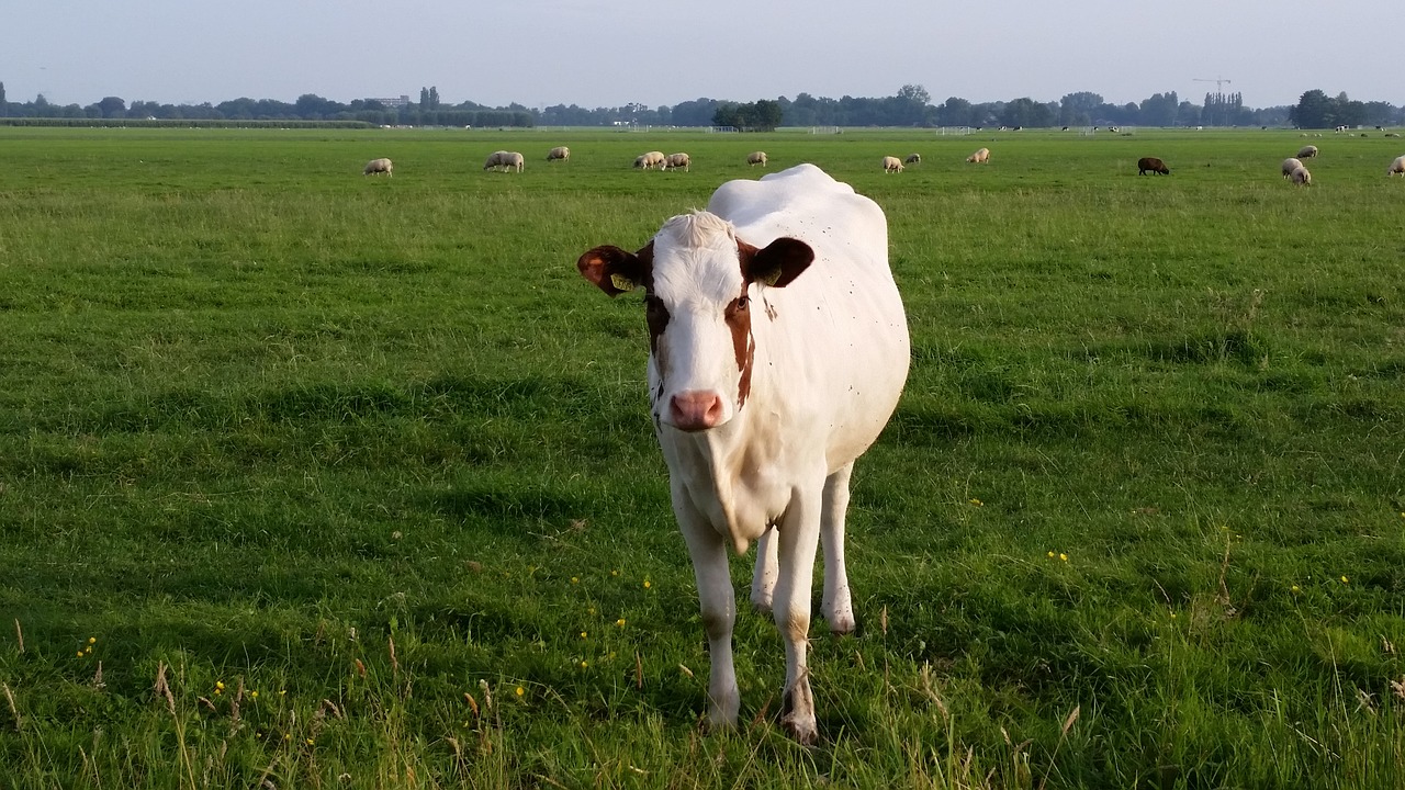 Image - cow netherlands kamerik