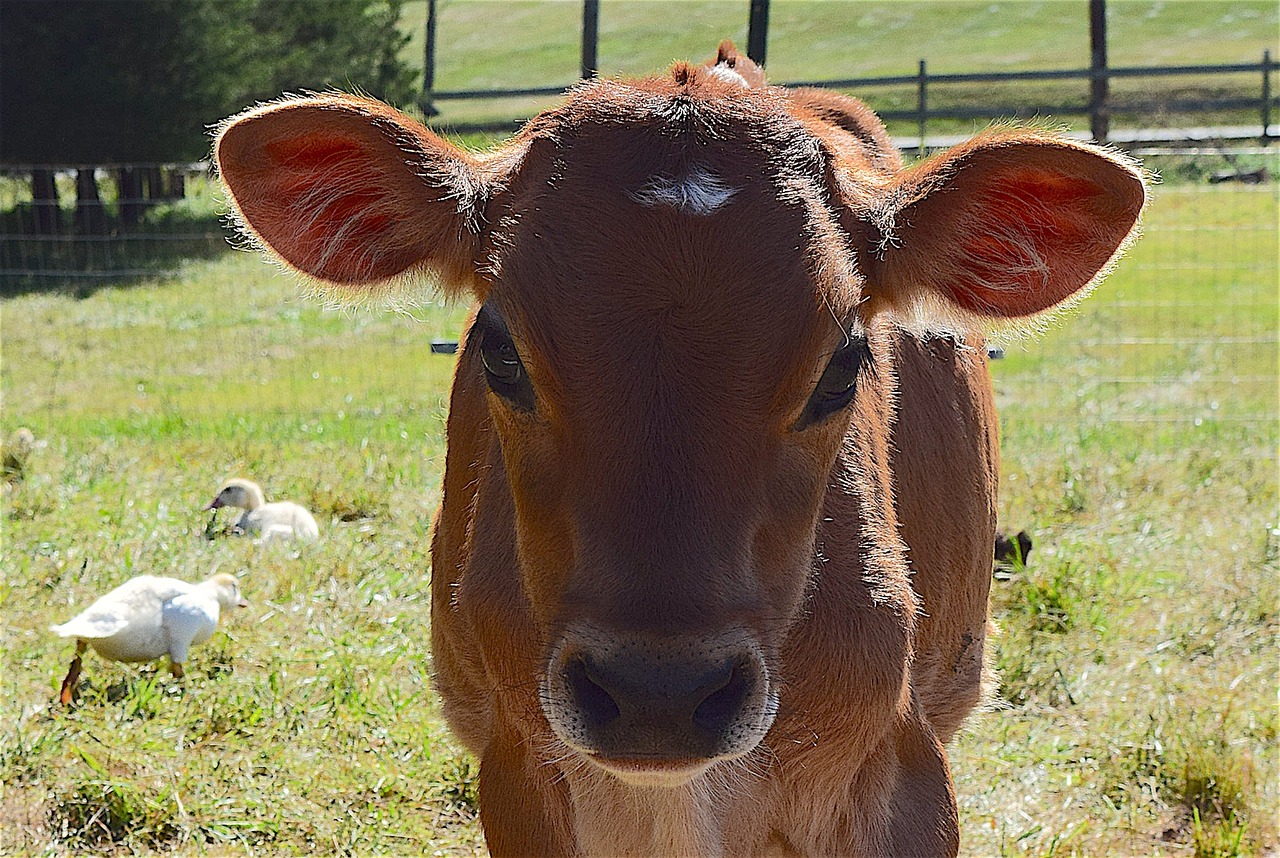 Image - cow portrait farm animal mammal