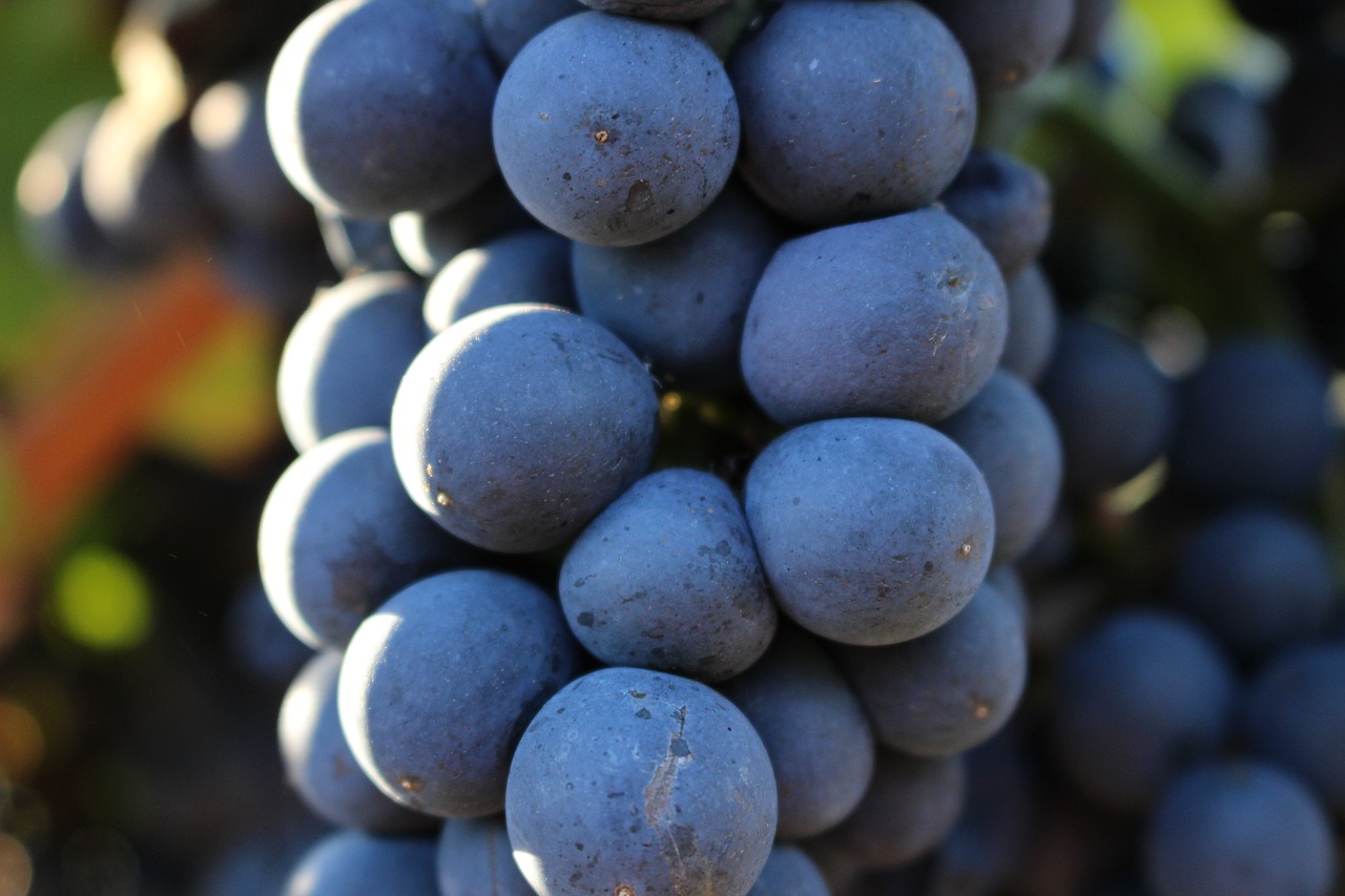 Image - grape vintage fall vineyard