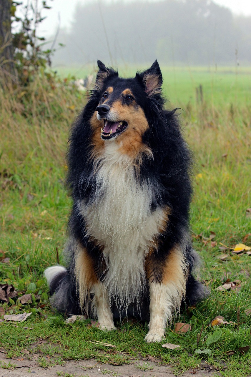 Image - scottish collie world animal day dog