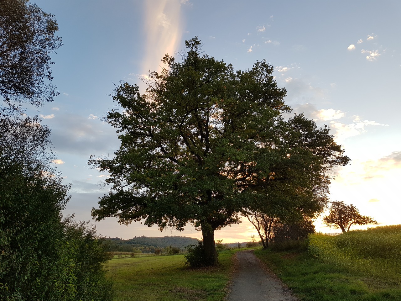 Image - tree morgenstimmung autumn weather