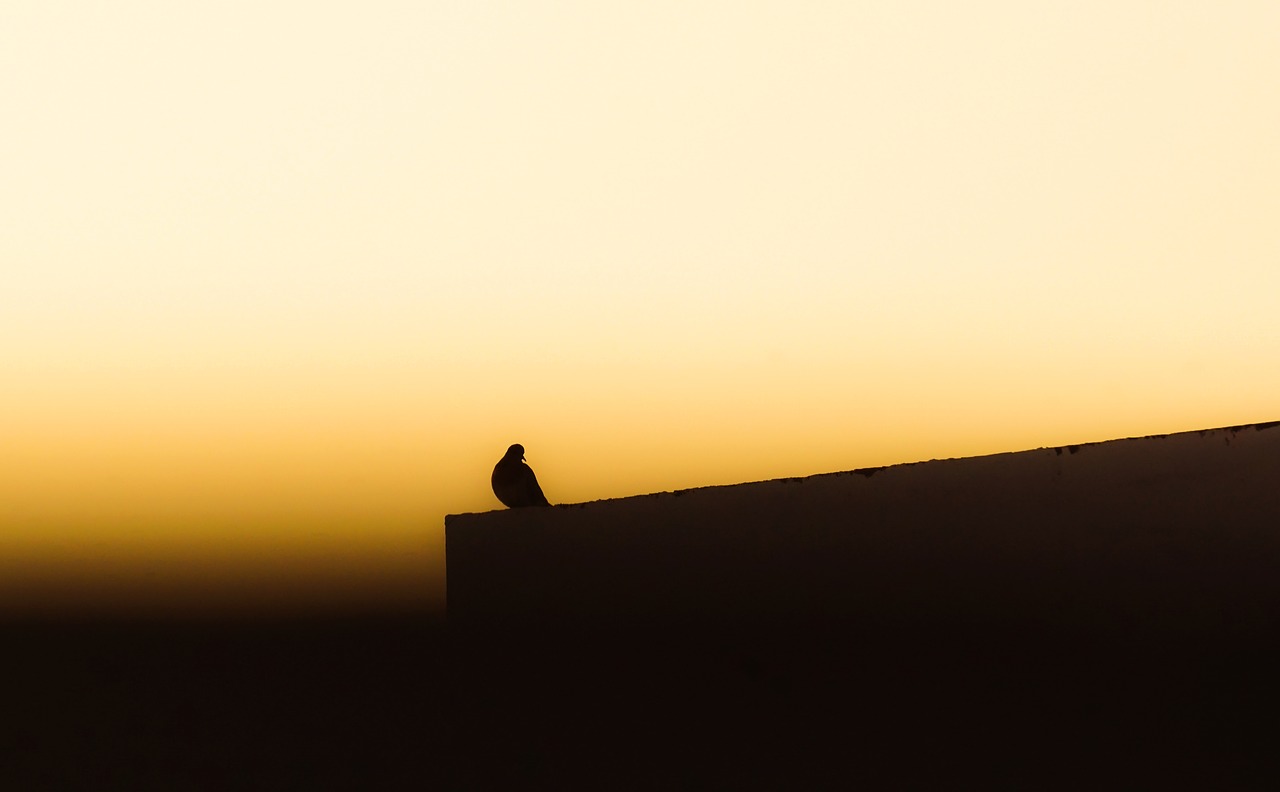 Image - birds in evenning pigeon nature