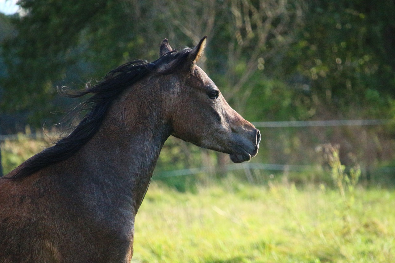 Image - horse brown brown mold arabs