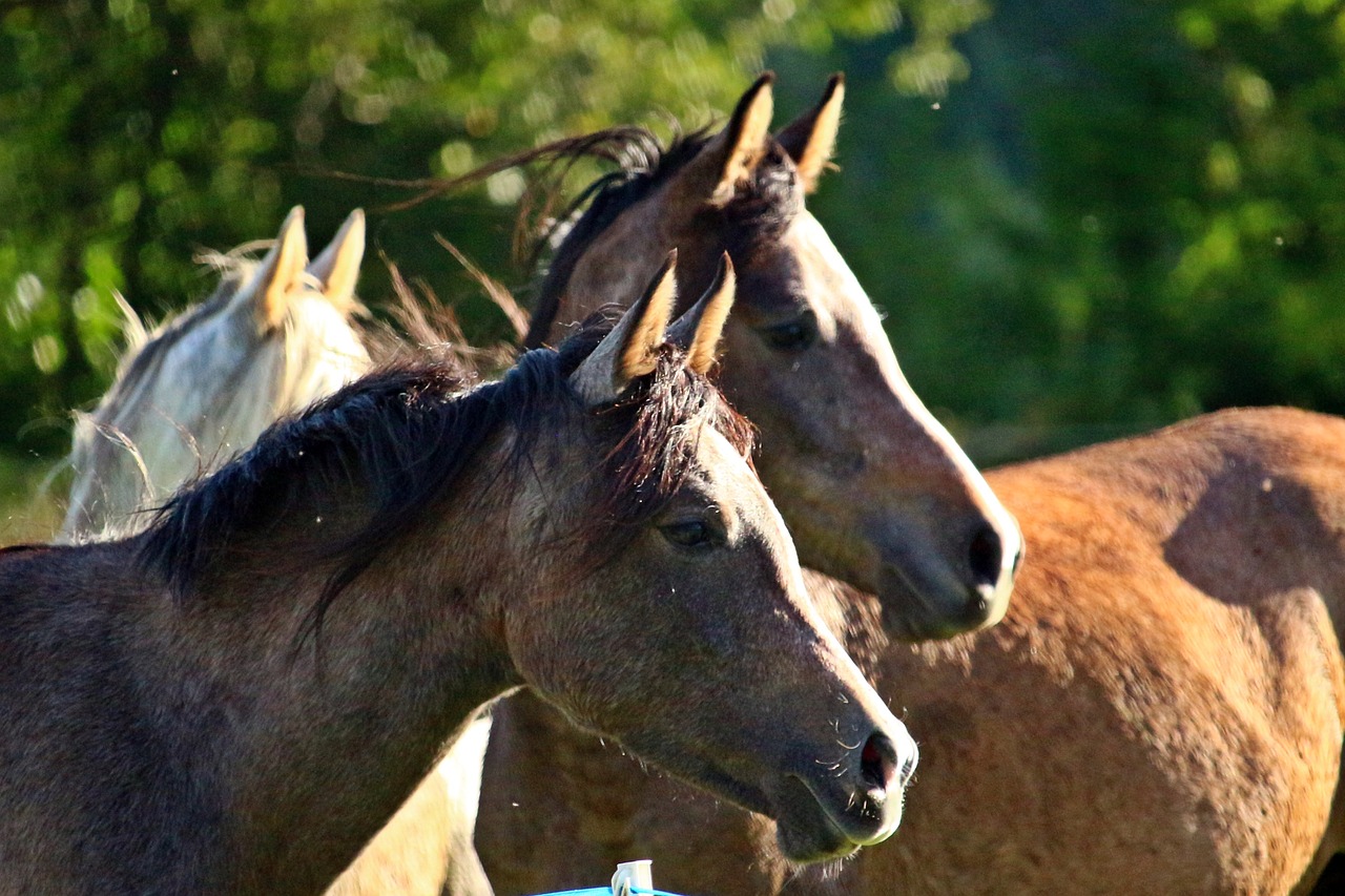 Image - horse horse head