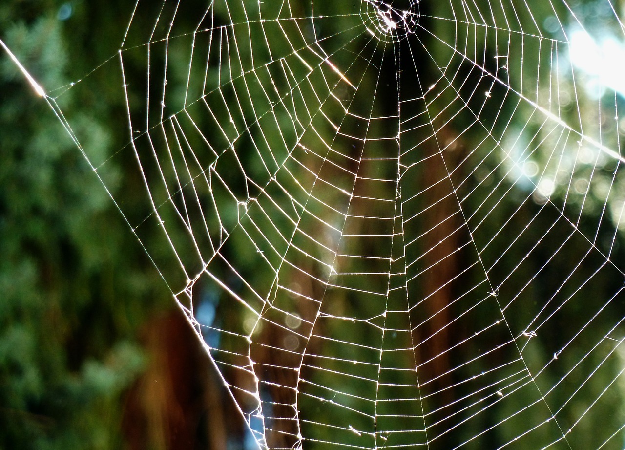Image - cobweb cobwebs protein spin insect