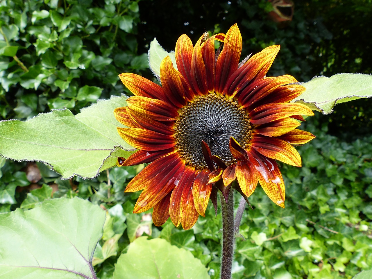 Image - sun flower red yellow blossom