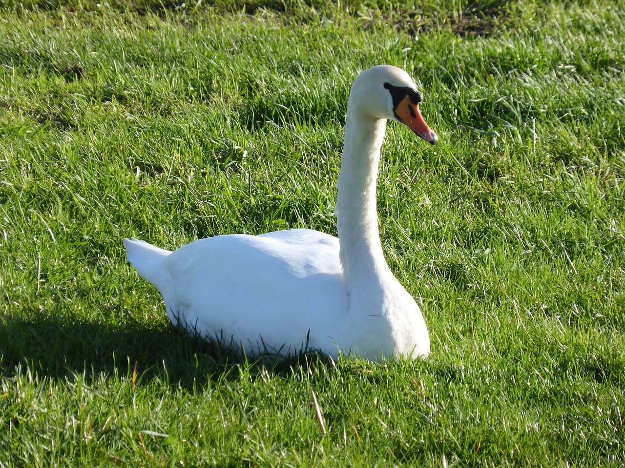 Image - animal swan waterfowl beak