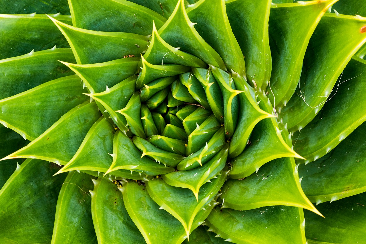 Image - cactus green plant nature botany