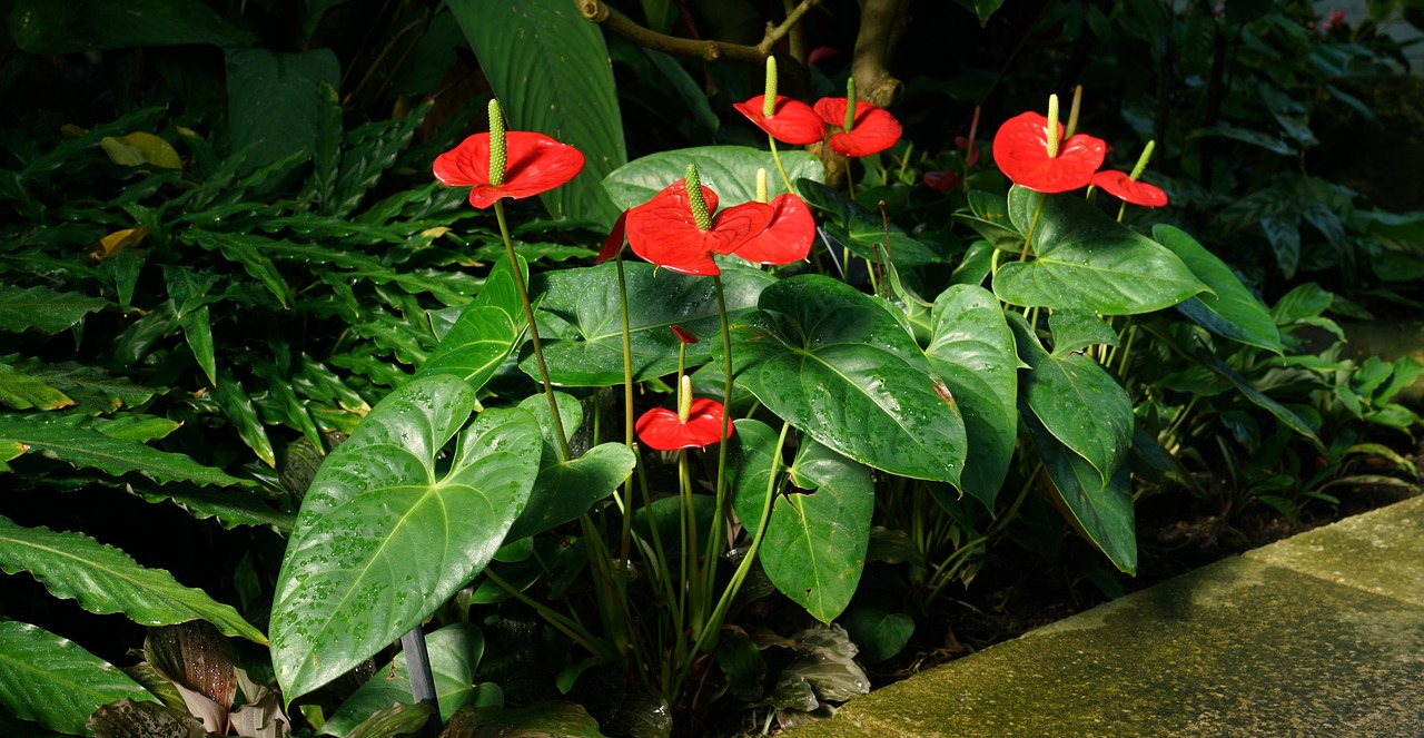 Image - anthurium flower kew gardens