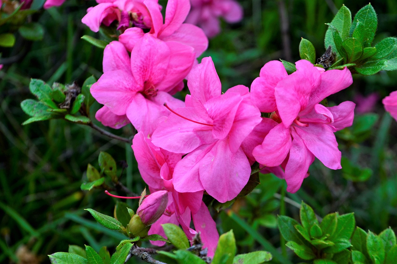 Image - beautiful flower lavender purple