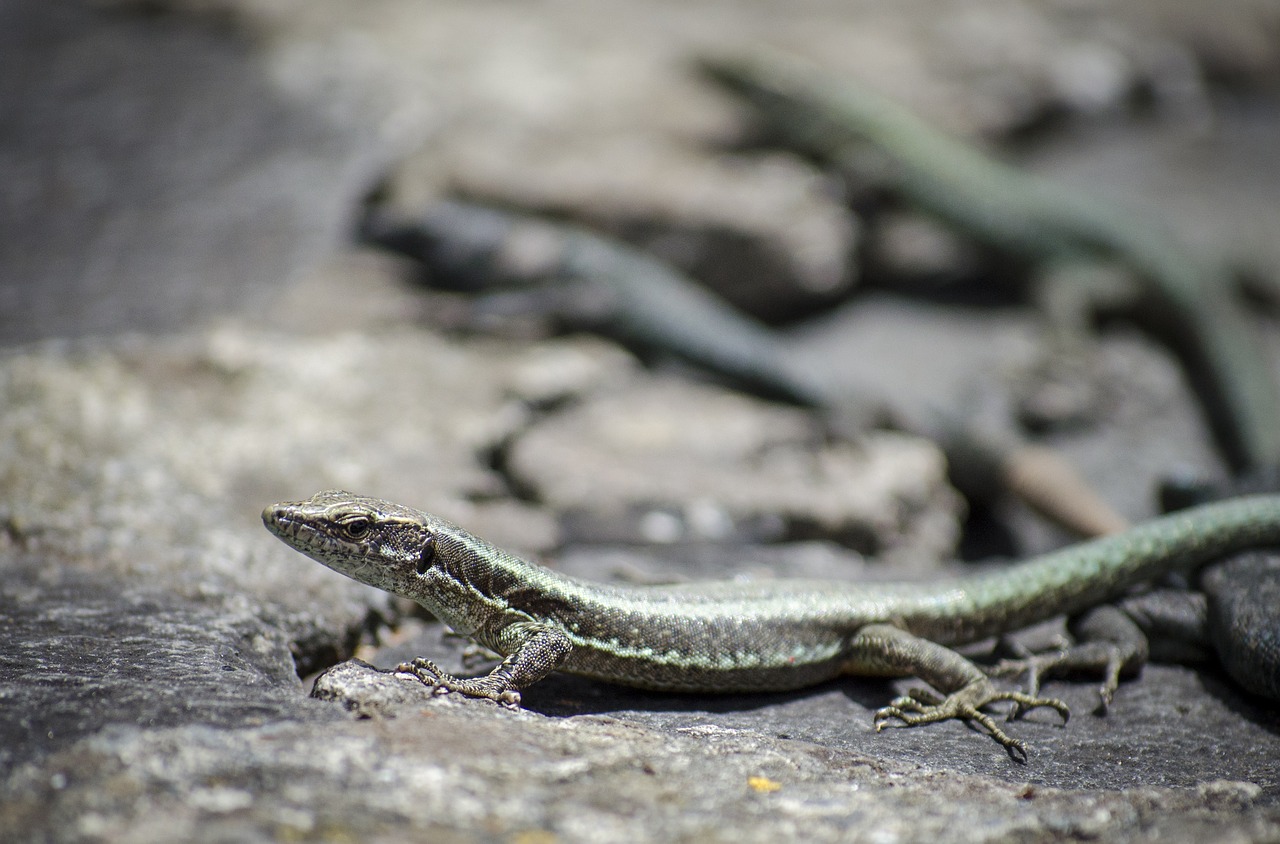 Image - the lizard gad animal lizard fauna