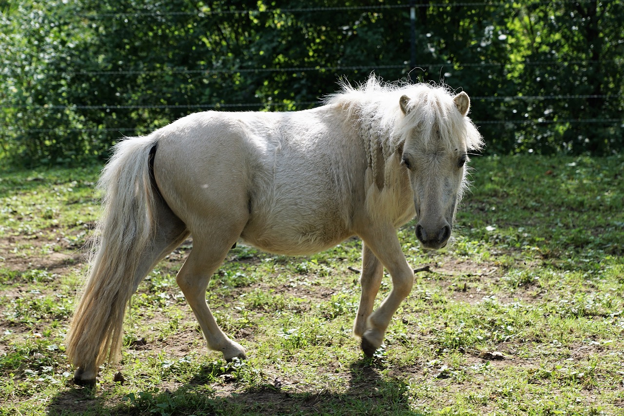 Image - pony horse white mold animal
