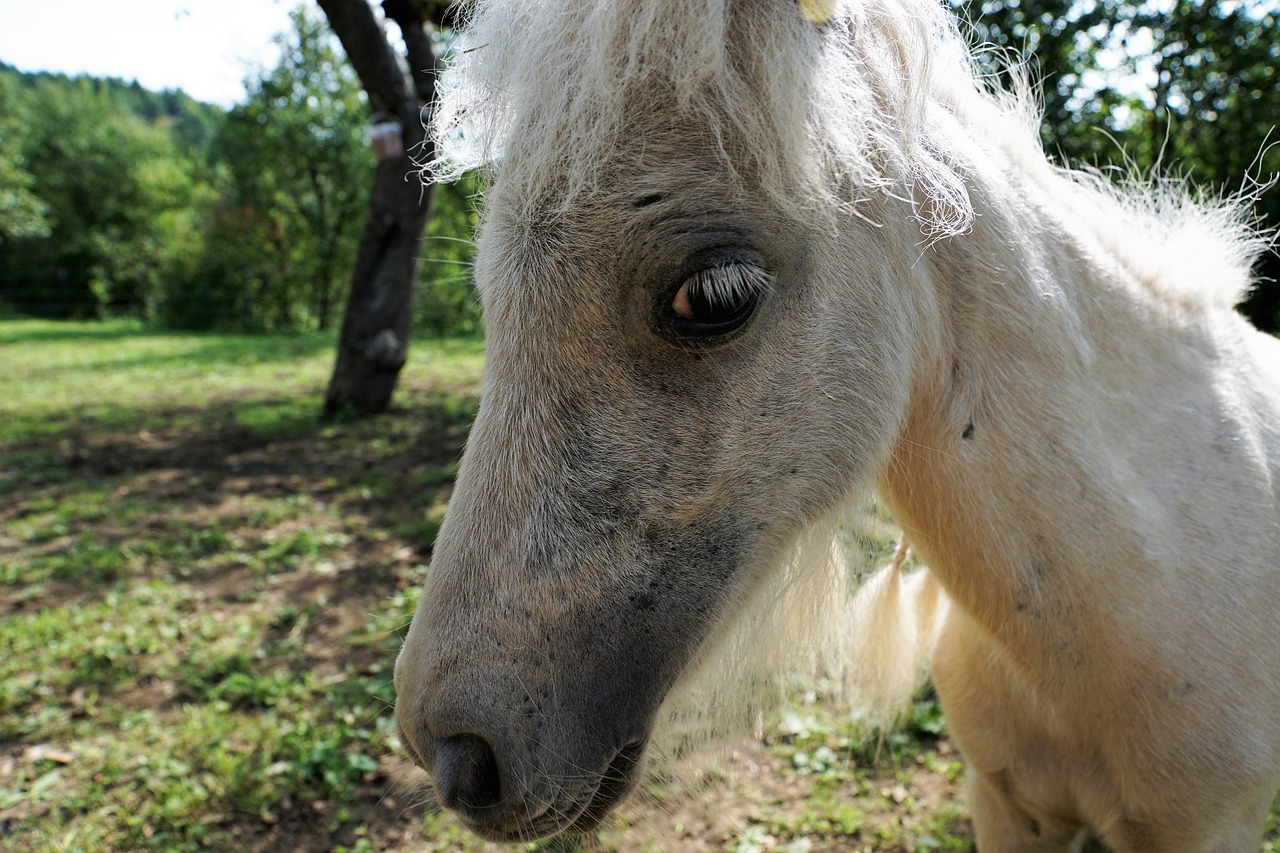 Image - pony horse white mold animal