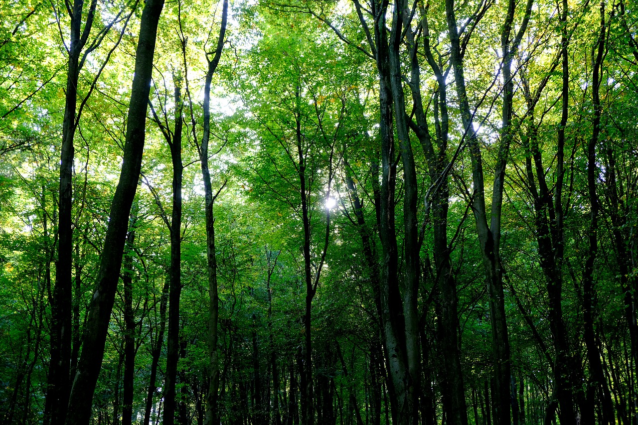 Image - forest trees nature landscape