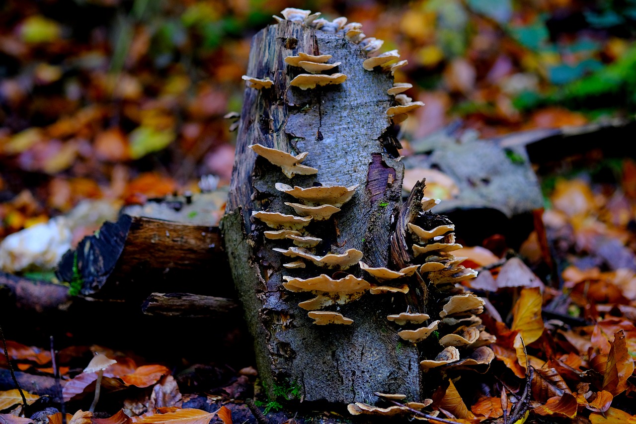 Image - log mushrooms nature tree fungus