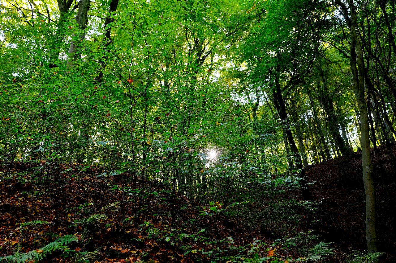 Image - forest trees nature landscape