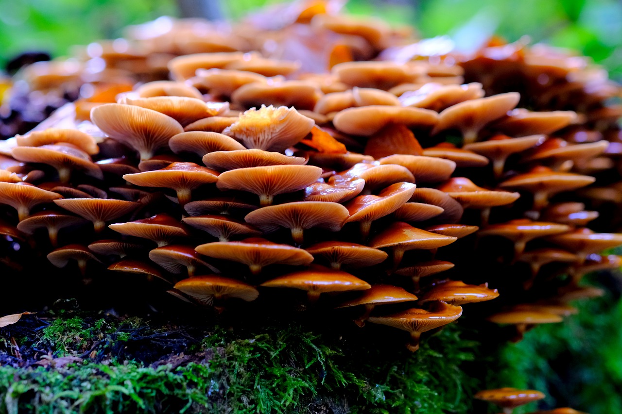 Image - mushrooms lamellar mushrooms