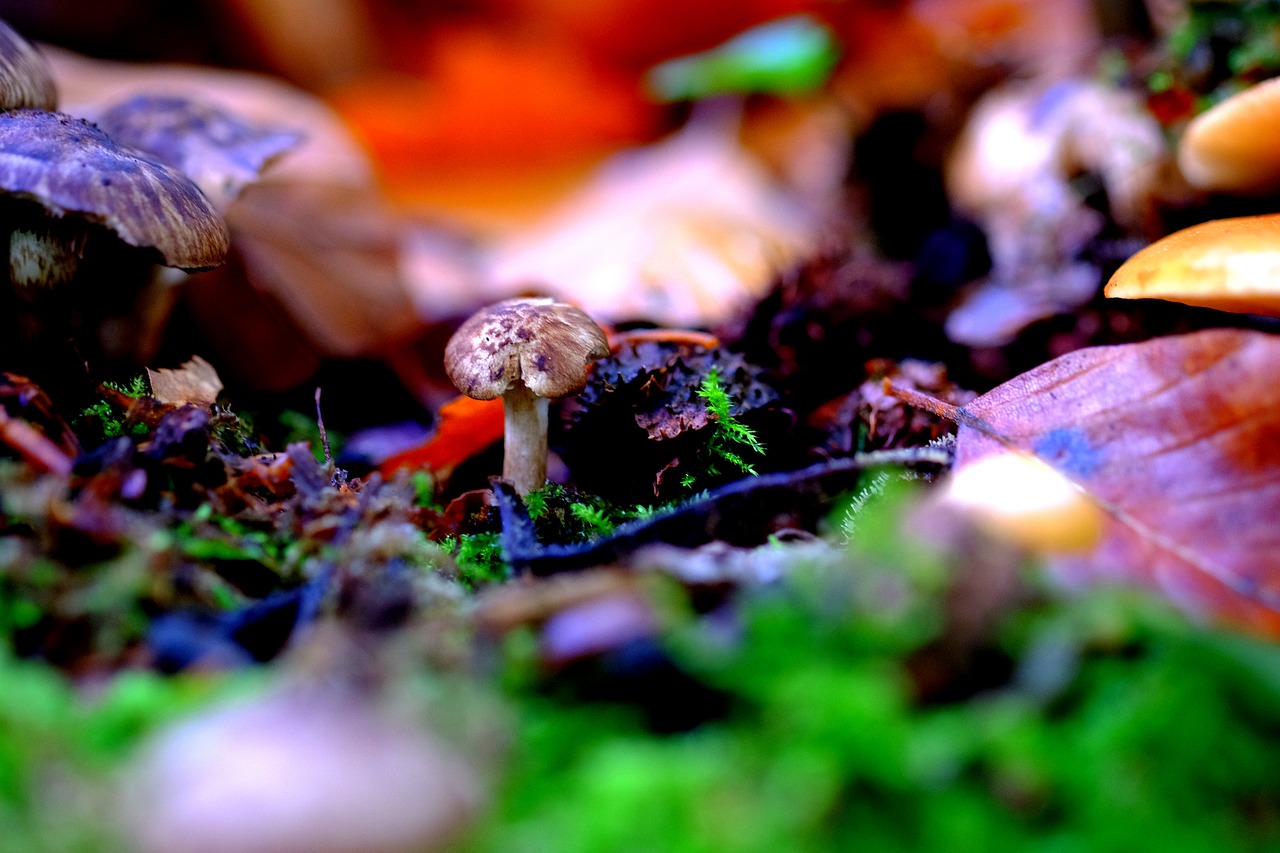 Image - mushroom small forest nature