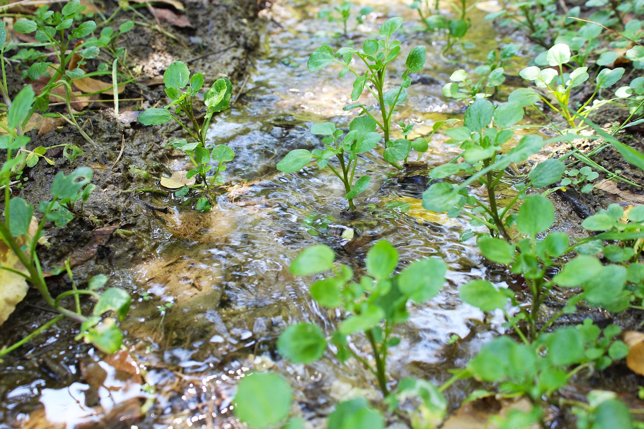 Image - water river landscape stream