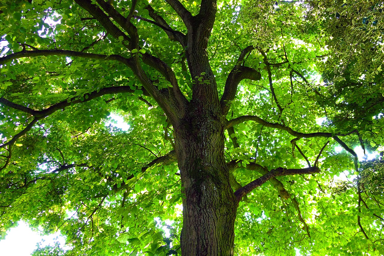 Image - tree trunk tree trunk tree top