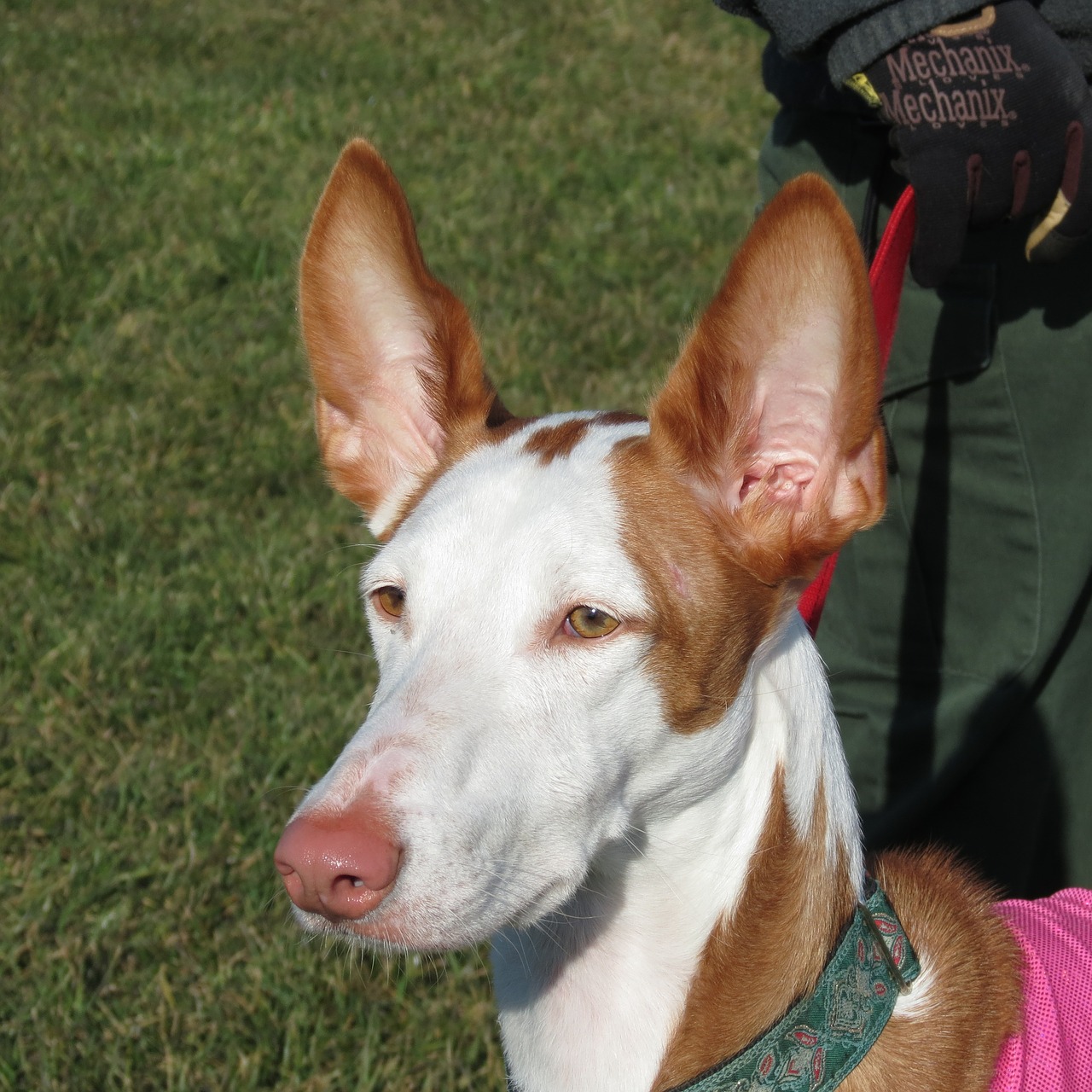 Image - ibizan hound dog ibizan hound