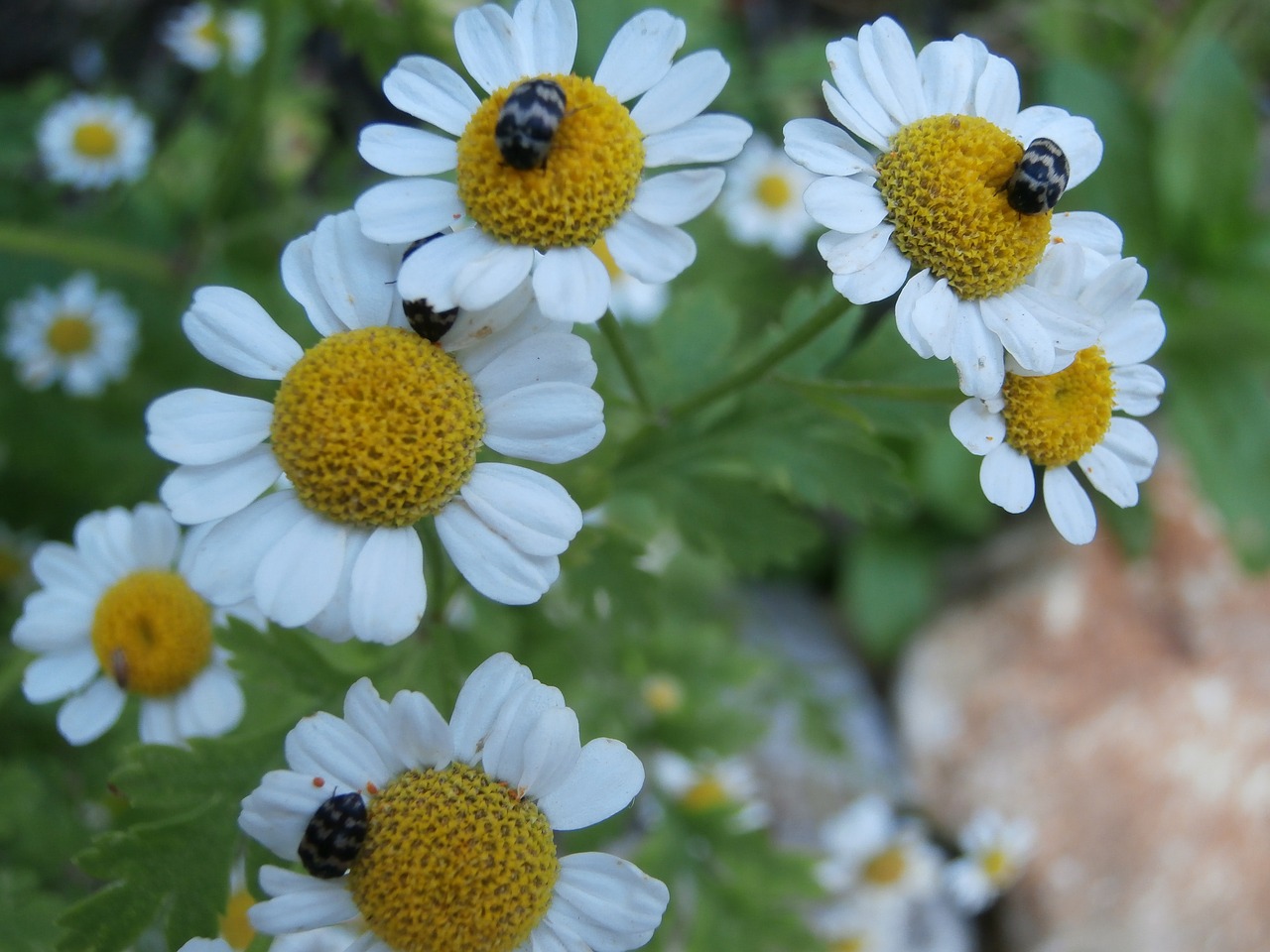 Image - chamomile insects white flowers