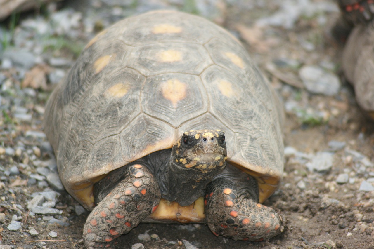 Image - turtle pet tortoise nature reptile