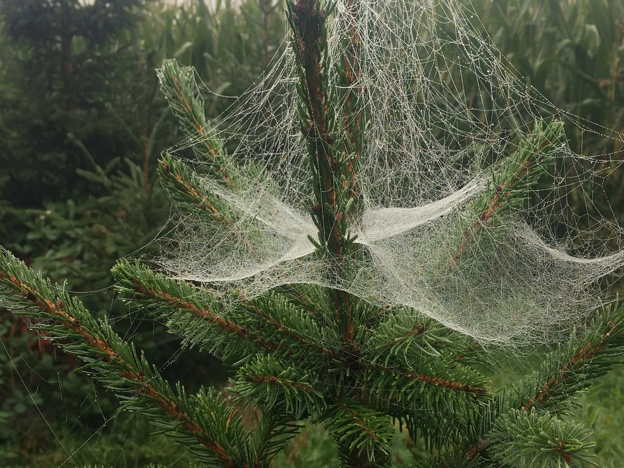 Image - spider web christmas tree