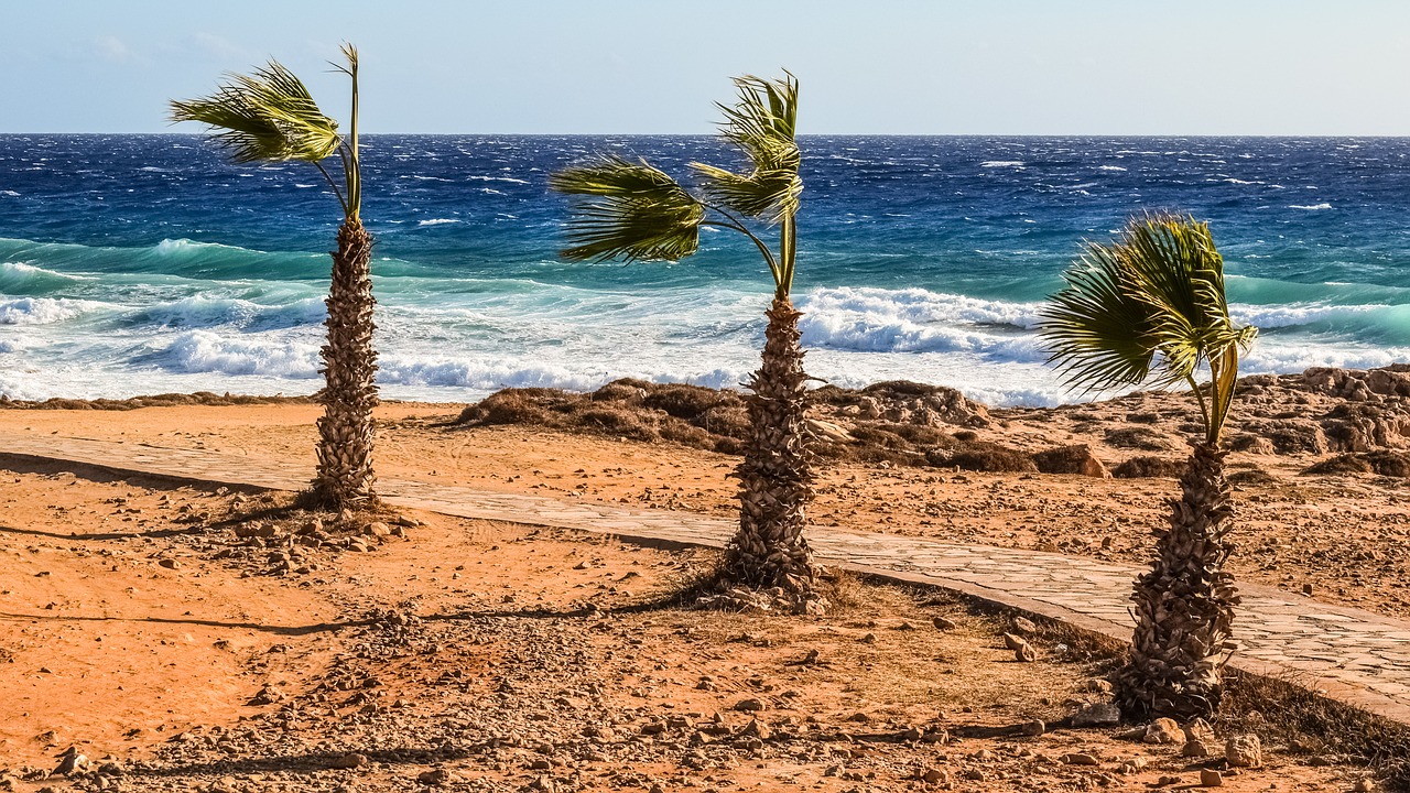 Image - palm trees wind sea waves nature