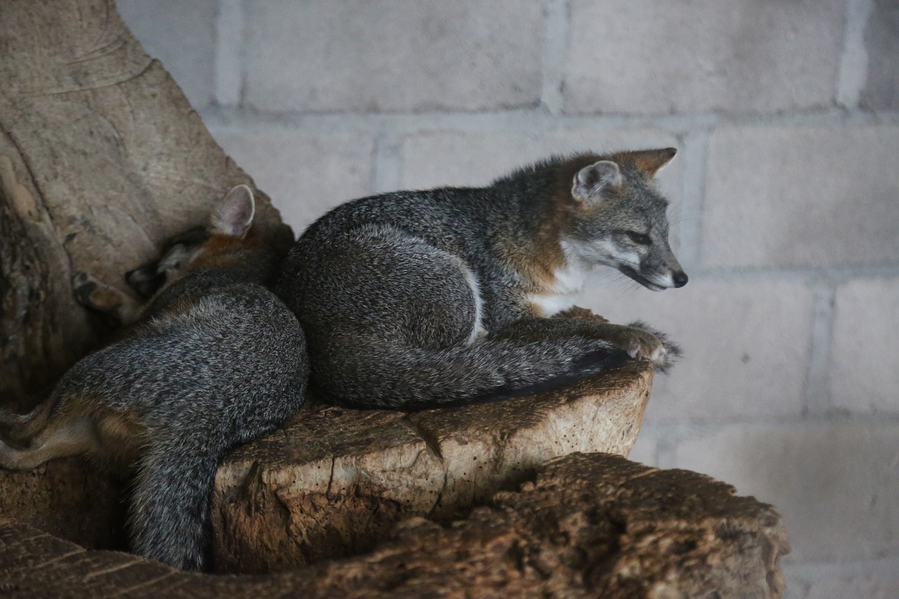 Image - animals foxes honduras