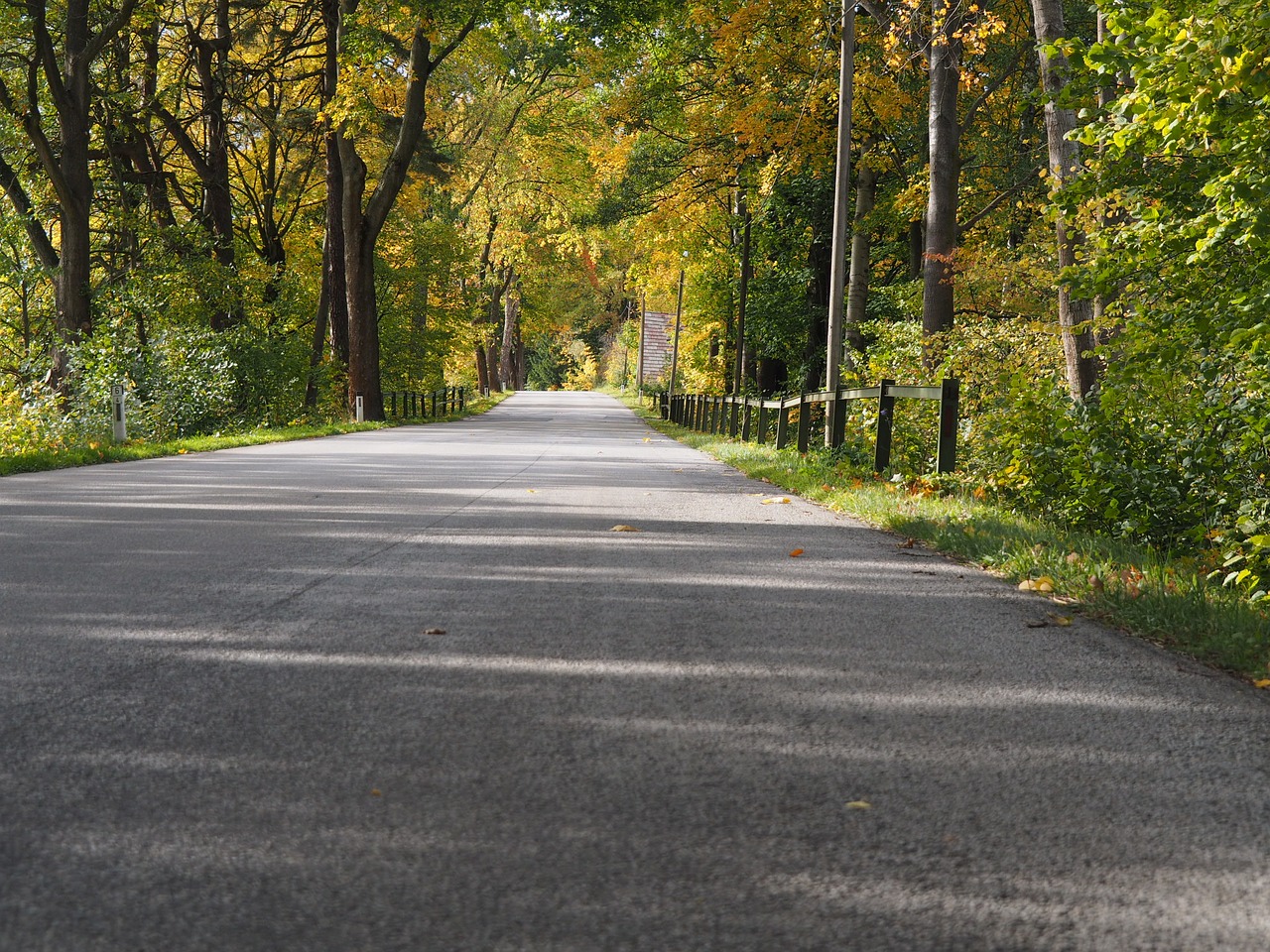 Image - road forest leaves austria nature