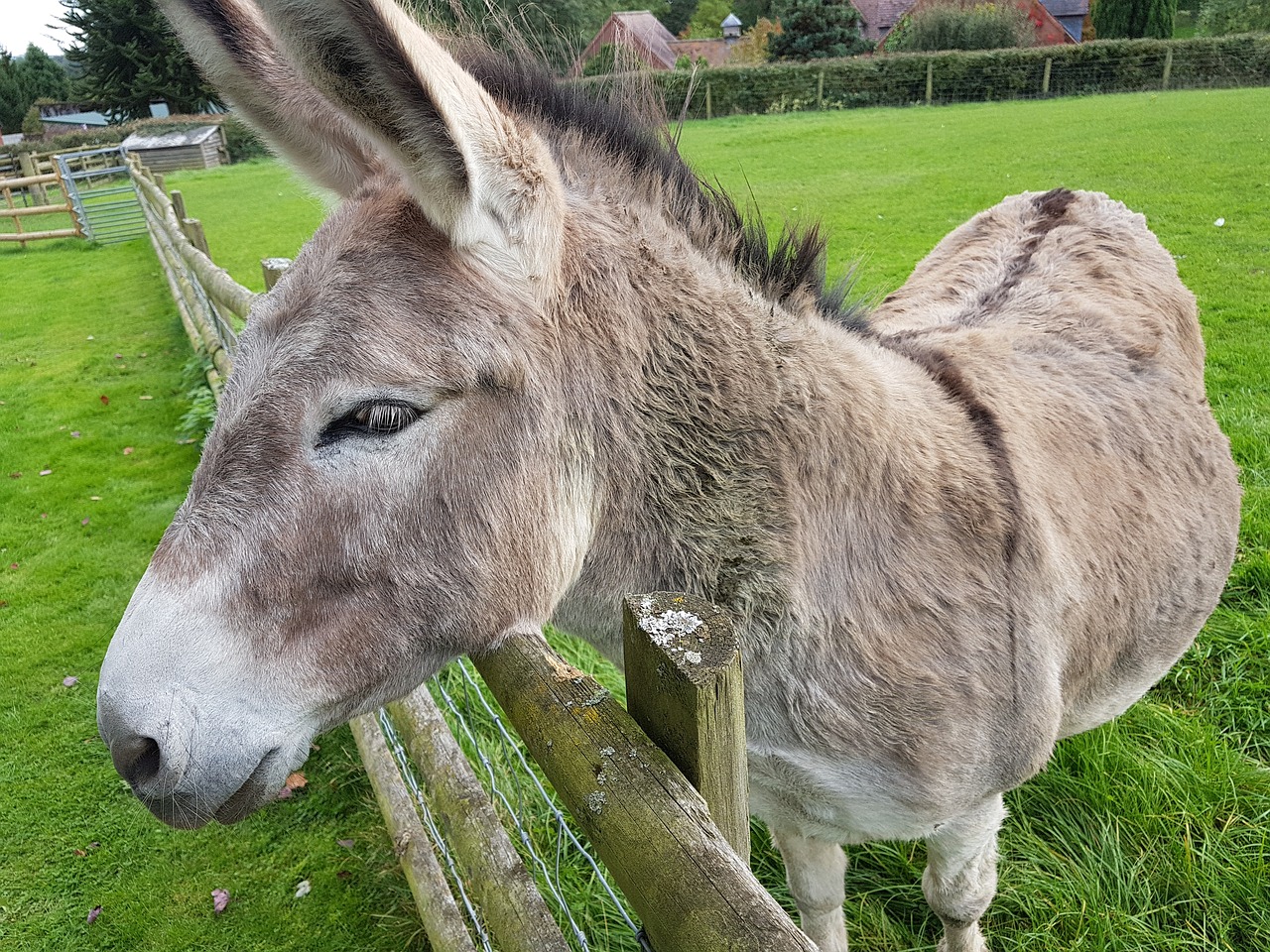 Image - donkey animal pet