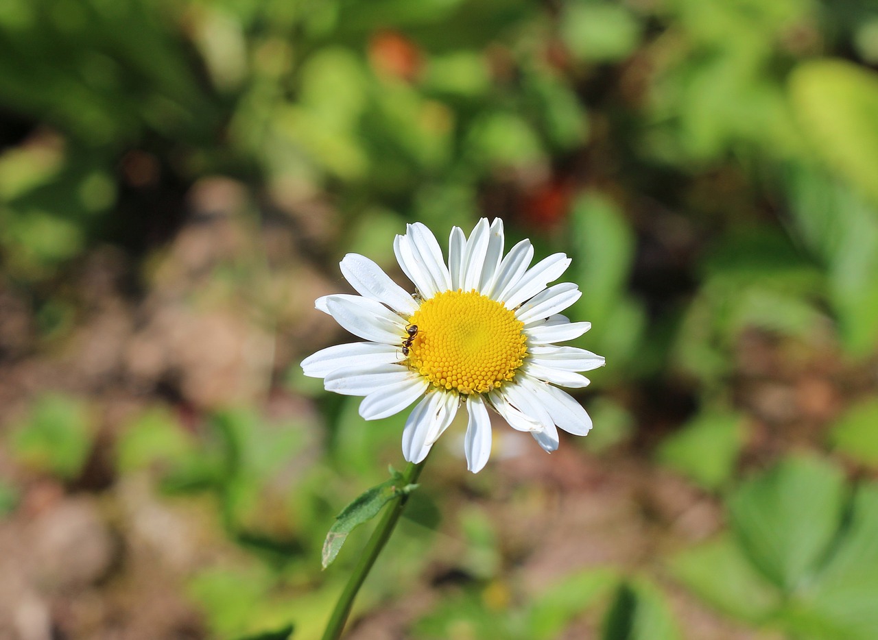 Image - flower marguerite yellow white ant