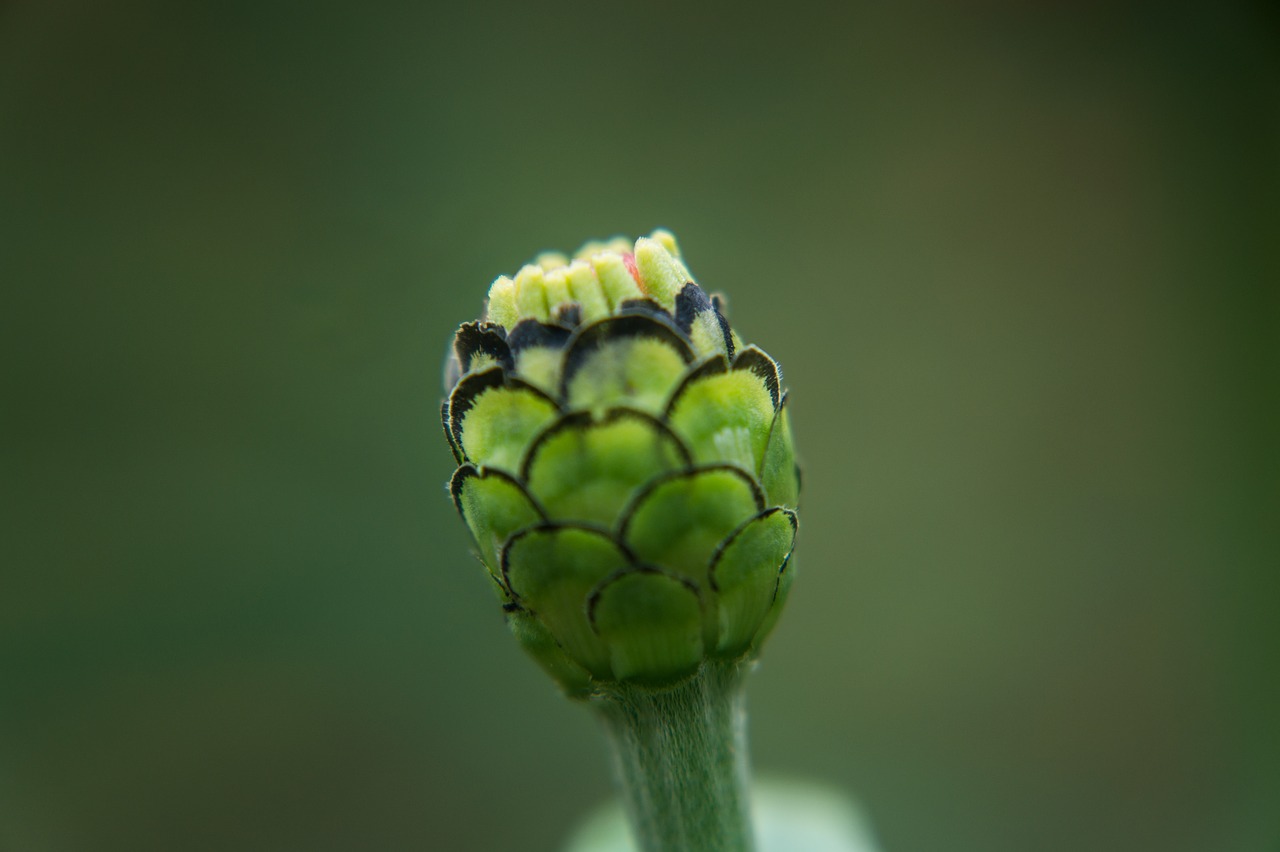 Image - nature macro microphotographing