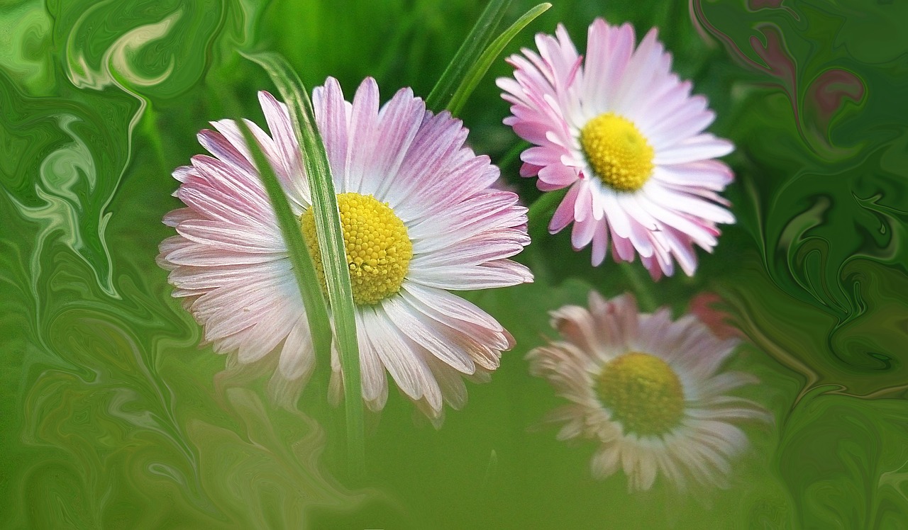 Image - daisies flowers makro summer