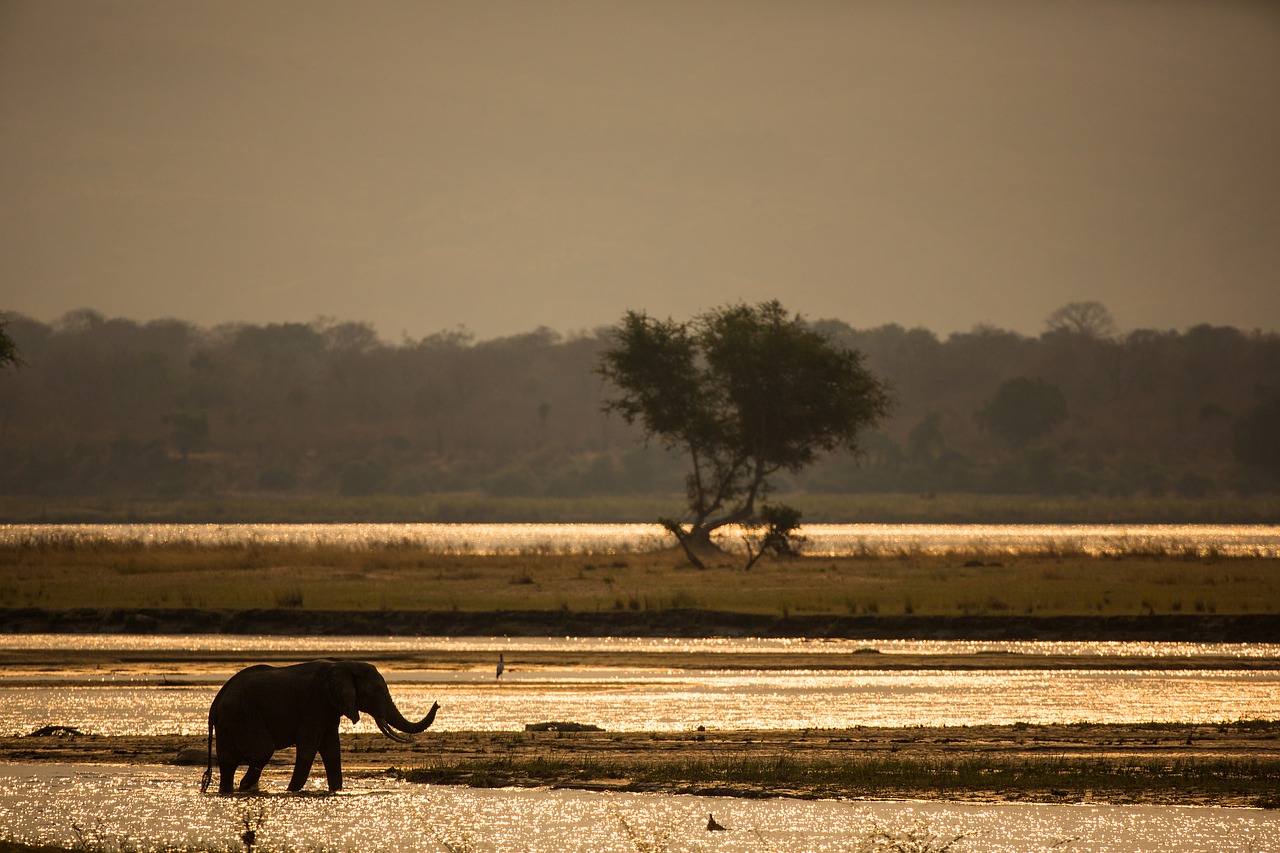 Image - sunset silhouette wildlife animal