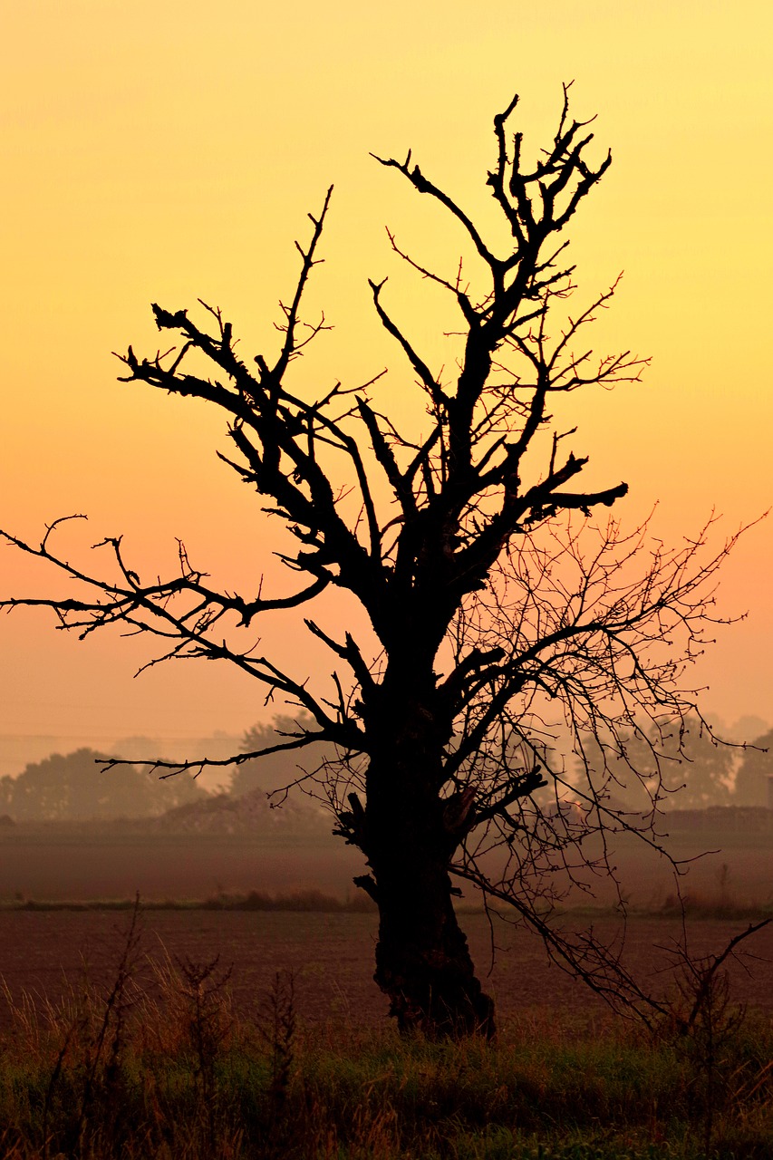Image - tree dead dry sky yellow sunrise