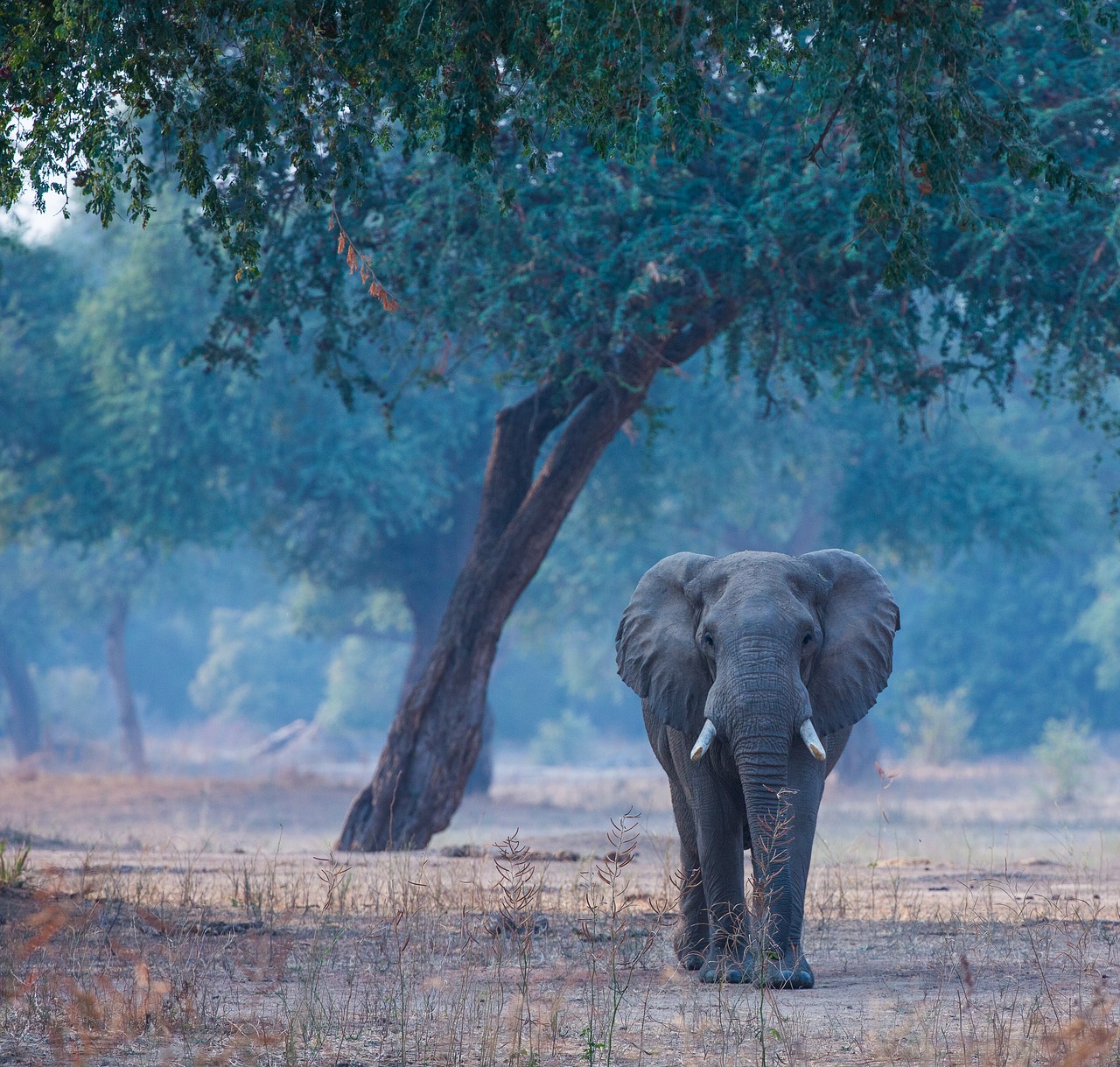 Image - elephant manapools wildlife nature