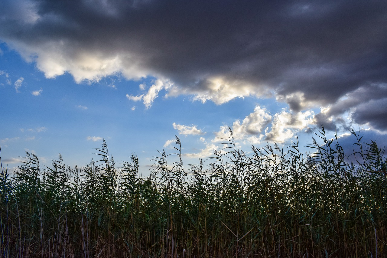 Image - reeds swamp sky clouds nature