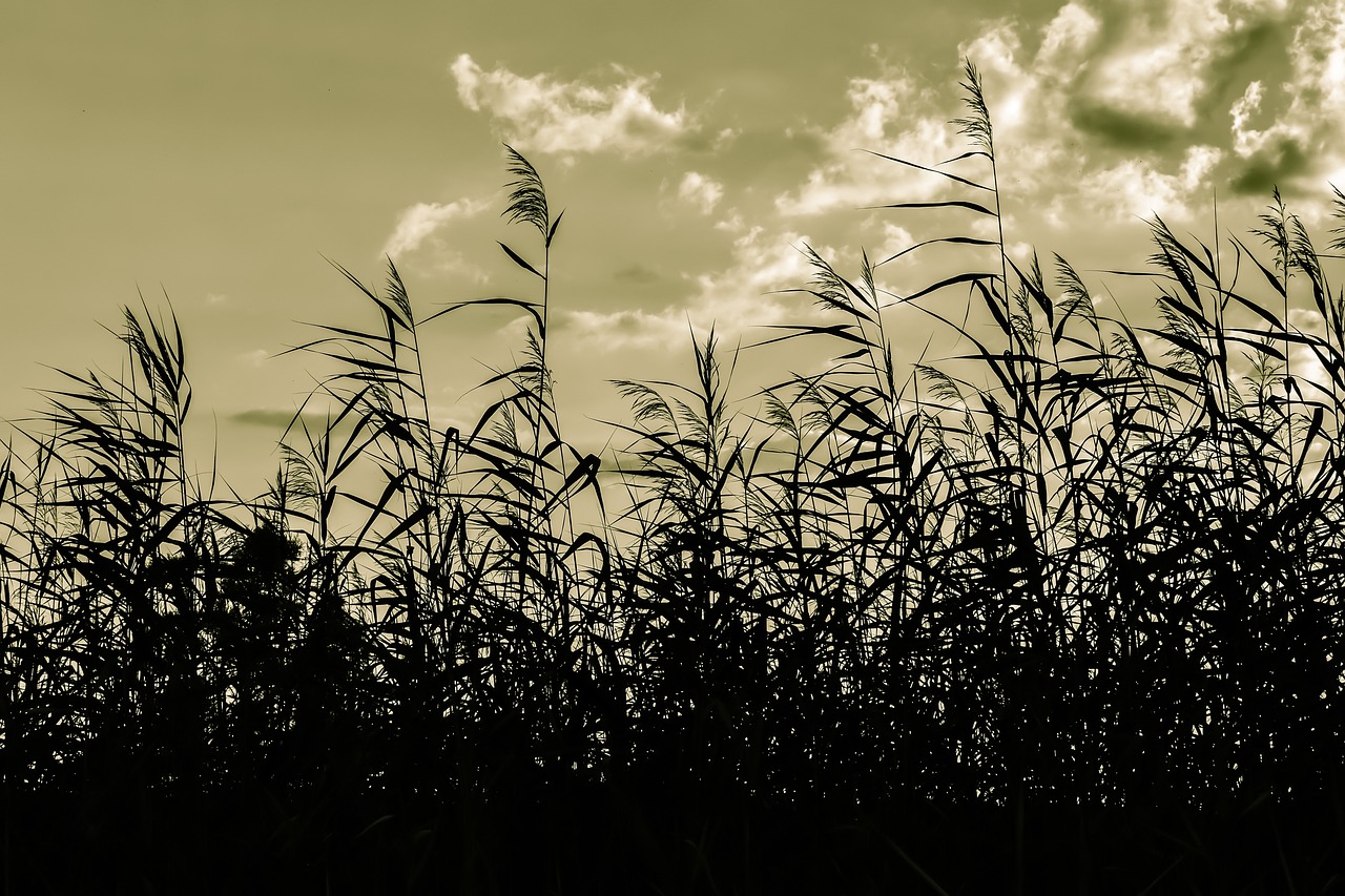 Image - reeds swamp sky clouds nature