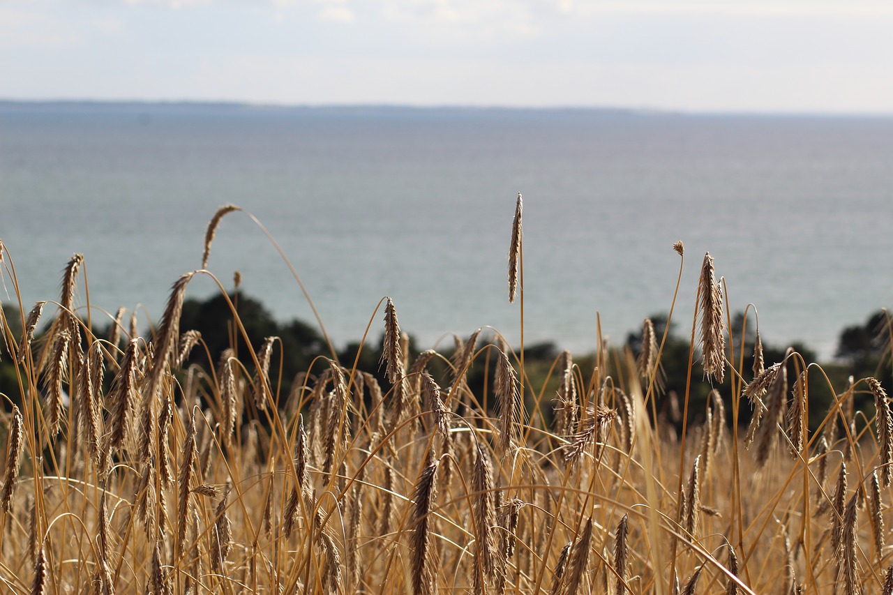 Image - rye field sea denmark