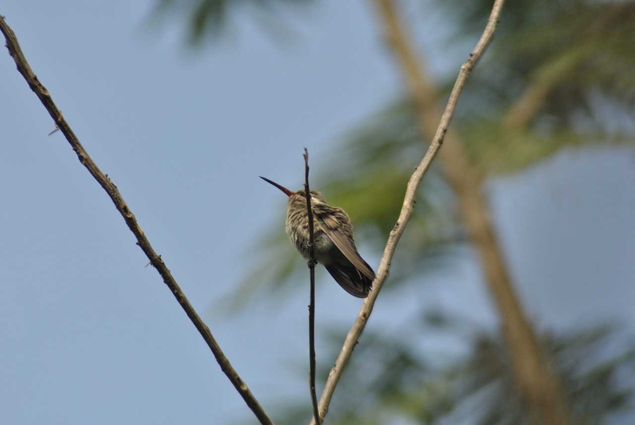 Image - hummingbird ave little bird