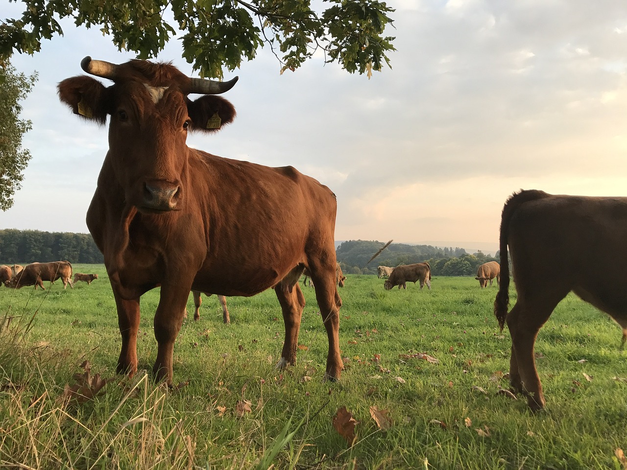 Image - beef cow cattle cows pasture