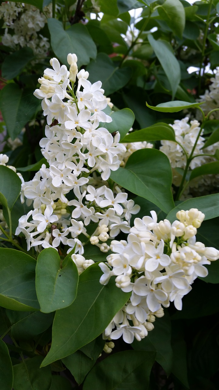 Image - lilac white shrub garden