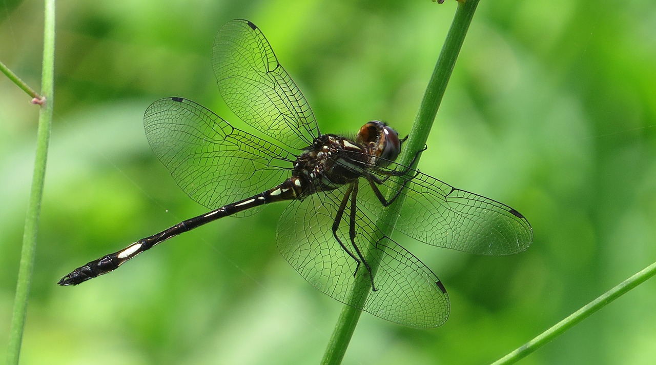 Image - nature insect dragonfly armenia